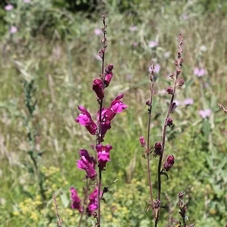 Enjoy Arrábida Natural Park Villa